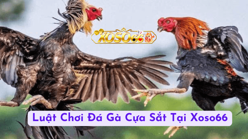 Giới thiệu về đá gà cựa sắt trực tuyến