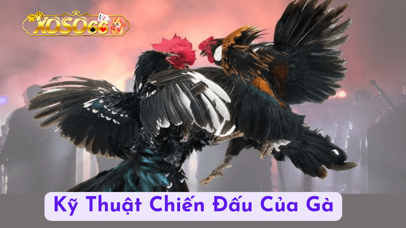 Cách tận hưởng trải nghiệm đá gà cựa sắt tại Xoso66 một cách tối đa